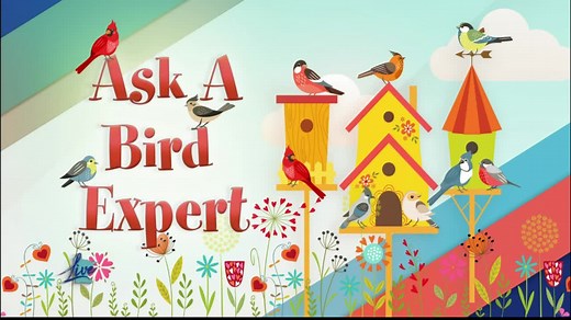 Ask a Bird Expert