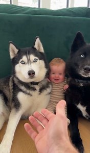 #Dogs #fypシ゚viralシ #lifewithshadow #husky #viralpost #funny #reels #shorts