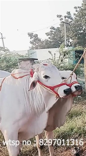 The highest priced bulls in the Aizawl market