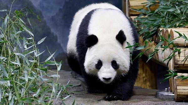Inside the National Zoo's giant pandas debut