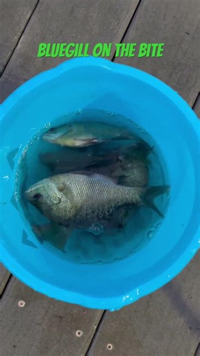 #creater #centraltexas #fishing #fypシ #bluegill #wideopen #corkfishing #worms #bucketfull #shorts