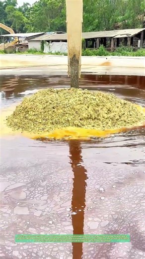 Extraction du bambou : Une technique ancestrale révélée