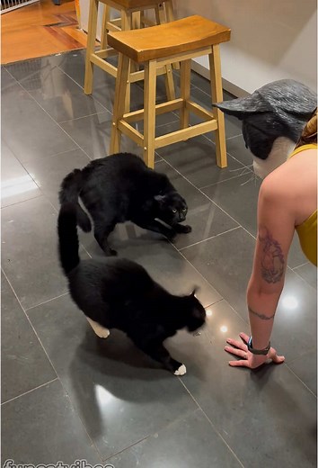 funcatvibes on TikTok