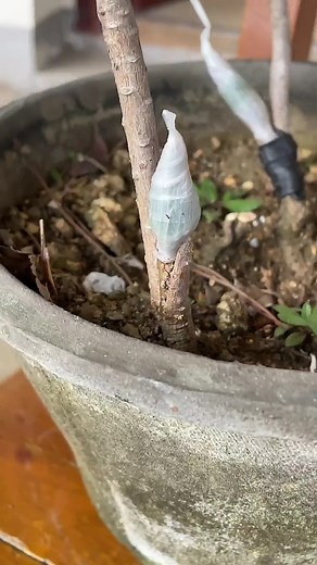 Pine tree 🌲 grafting techniques #fyp #foryou #grafting #graftingtechniques #pinetree