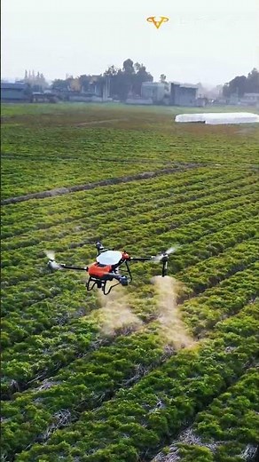 HD580 Ligusticum Nutrient Spraying Demo #drone