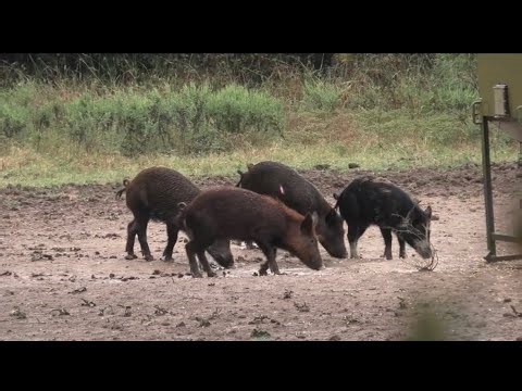 BOW HUNTING TEXAS PIGS!!