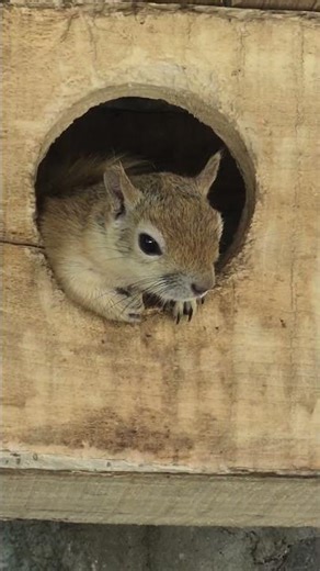 Tiny Squirrel Adventures: A Cozy Nesting Moment