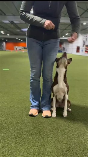 CURSOS DE ADIESTRAMIENTO Y CUIDADO INTEGRAL PARA MASCOTAS 🐕🐕‍🦺🐩 on Instagram: "Si el perro recién se está iniciando, lo ideal es adiestrarlo 2 a 3 veces al día, con sesiones cortas de 10 a 15 minutos cada una. Esto evita que se aburra o se frustre y ayuda a que asocie el entrenamiento con algo positivo. ✅ Consejos: Entrena siempre a la misma hora para crear rutina. Usa recompensas y tono positivo. Finaliza antes de que pierda interés. #pastoralemandetrabajo #pitbullsofficial #malinois #malin