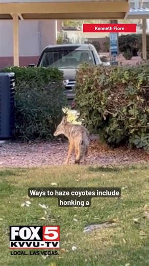 COYOTE SIGHTINGS: FOX5 viewers sent us videos of coyotes in the Las Vegas Valley. What should you do when you spot one? The Nevada Department of Wildlife shared tips: https://www.fox5vegas.com/2024/12/11/how-haze-coyotes-your-neighborhood/ | FOX5 Las Vegas