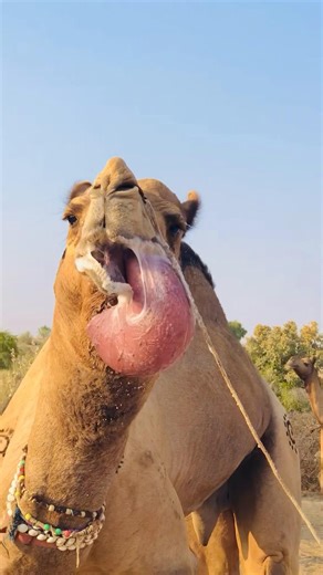 Cute Camel Making Weird Sound #shorts #shortsviral