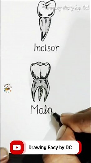 Teeth drawing | Human teeth drawing | Type of human teeth drawing | Molar teeth drawing #shorts