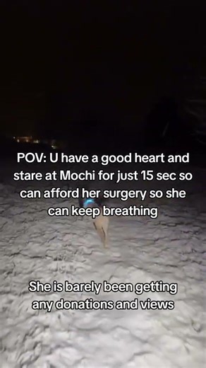 Please help me fight for mochi. every donation through the bio matters