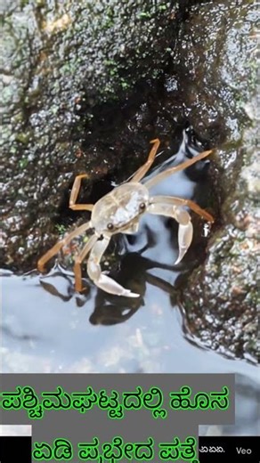 New species of Crab discovered || #bioweb #crab #westernghats