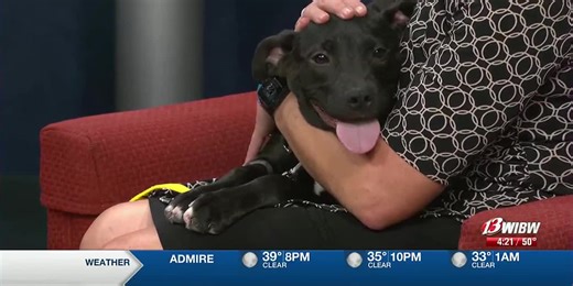 Beans asks you to “paws” and consider a $0 dog adoption