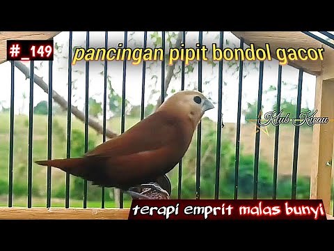 white-headed munia java finch sparrow chirping,stimulant birds to sing 149