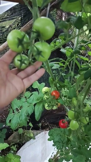 easyfarm #growth #tomato #shorts