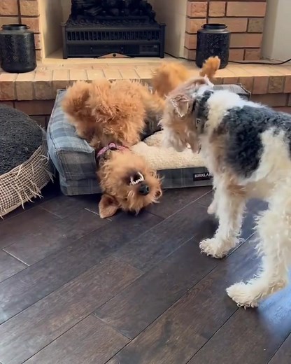 Reposted from @freddieandmisha Bitey face! Everyday! | Airedale Terrier Dog