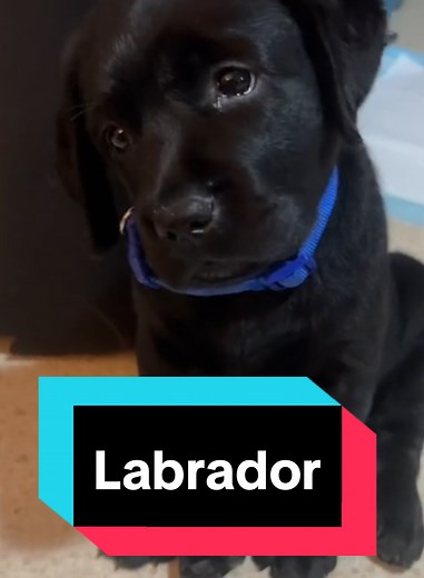 Entdecken Sie den Labrador: Ihr neuer bester Freund