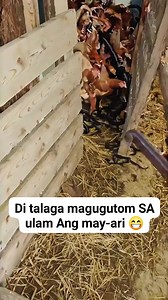 1.9M views · 4.9K reactions | Ang Dami  #chicken #snake #farming #AI #aiartcommunity #aiartist #aiartwork #aiart #followers #highlights #GeneralSantosCity #Mindanao | Margie Cantoja Granada | Facebook