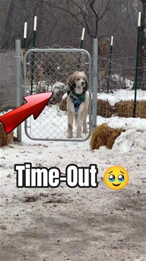 This Dog Was on Time-Out While Everyone Took the Bus #petsrule #dogs #tweening