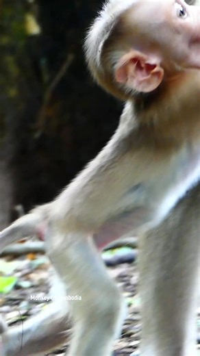 Tiny Curious Monkey Experiments with Tasting New Flavors, Playfully Interacting with Its Surroundings While Showing Off Cute Expressions and Innocent Adventures in the Forest. #fypviralシ #cute #tiktok #monkey #animal #reel #fy #pet #facebookviral #fblifestyle | Monkey Of Cambodia