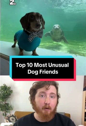 Top 10 Most Unusual Dog Friends! 10. @Sven and Olaf 9. @Milo The Toller 8. TT: @akira30104 7. @peggyandmolly 6. IG: arianasmoak 6. IG: austinanimalservices 5. @Marty, Murphy, Millar 4. IG: haleyandthepets 3. @Vintage Pet Rescue 2. IG: stanley_george_daxieduo & cornishsealsanctuary 1. @The Elephant Sanctuary in TN & @cbsnews #weratedogs