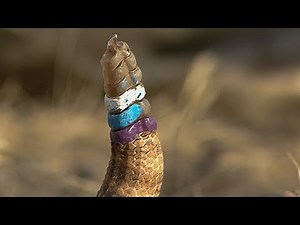 Rattlesnake displays Infamous Warning 'Rattle' | Deadly 60 | BBC Earth Explore