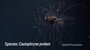 404K views · 7.8K reactions | Scientists have hardly ever seen anglerfish alive in their natural environment. That’s why this 2018 video, captured in the waters around Portugal’s Azores islands, had stunned deep-sea biologists. Learn more: https://scim.ag/3FznSII #ScienceMagArchives | Science | Facebook
