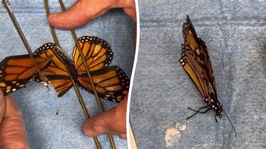 Injured butterfly can fly after wing transplant from dead insect