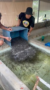 10M views · 43K reactions | New Harvest Fingerlings❤️ #asfarmph #asfarmingph #farmph #hitofingerlings #Hitofarming #catfish #hito | As Farming Philippines | Facebook