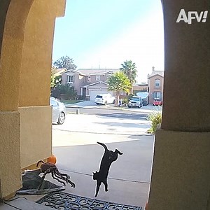 6.6M views · 36K reactions | Someone call SECURITY!!!!!! 藍藍 | America's Funniest Home Videos | Facebook