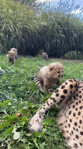 cheetah cute cubs😍 #wildlife #animals #shortvideo #viral