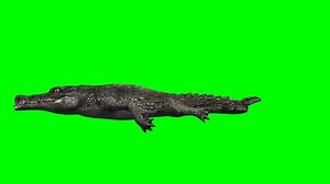 Crocodile Alligator swims - green screen