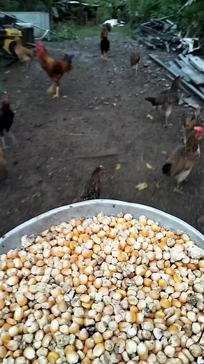 Agpakan ty ti Ph Native Chicken