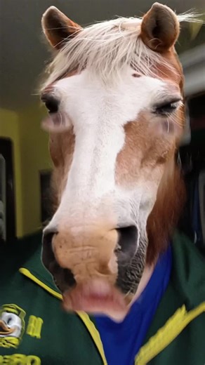 #horse #face #therollingstones #wildhorses #fyp | horse videos