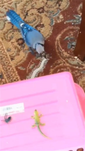 When Gracie The Blue Jay Attacks #birds #shorts