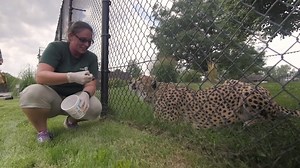 15K views · 468 reactions | There’s nothing like an up-close encounter with an animal. Meet an animal and see what it takes to care for our wildlife when you take a Behind-the-Scenes tour at The Toledo Zoo. For more info: https://www.toledozoo.org/behind-the-scenes-tours | The Toledo Zoo | Facebook