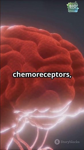 How Your Body Knows When to Breathe Faster | Chemoreceptors Explained
