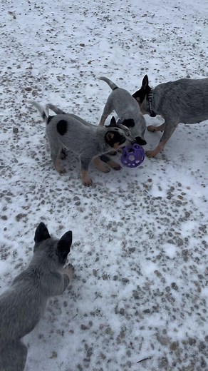 Barron Heelers on TikTok