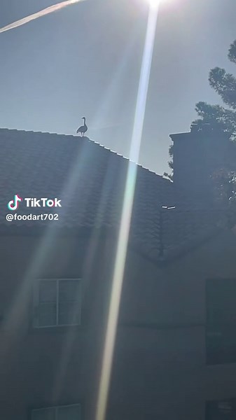 My alarm clock she’s making a lot of noise this morning. Have a beautiful day my friends this life is what we make it. Love Chef N.O