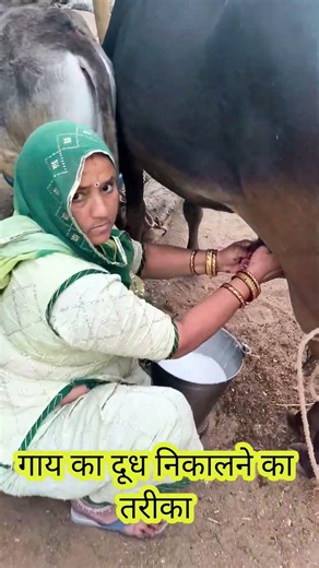 गाय का दूध निकालने का तरीका #viralvideo #funny #villagerlifestyle #cowvideos #cow