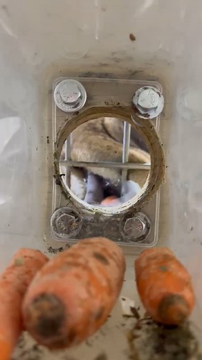 2.1M views · 4.7K reactions | Ever seen a Giraffe's tongue in action? It's 18 inches of pure muscle! Check out this POV from keeper supervisor Danielle. | African Safari Wildlife Park | Facebook