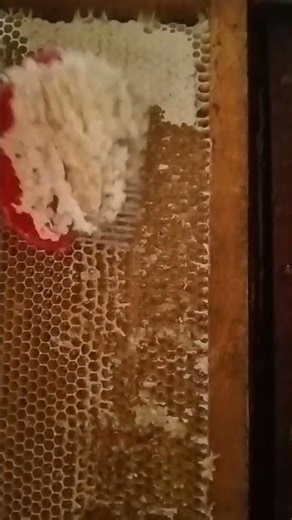 Full Honey Harvesting Process | Pure Organic Raw Honey Extraction from Beehive