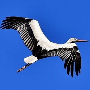 Origin and Evolution of Birds. Did they come from the Dinosaurs? ▷➡️ Postposm