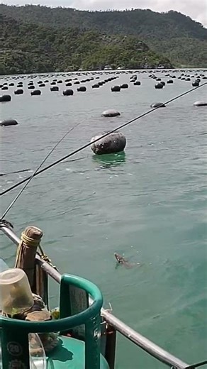 Big bullhead fish #fishing #relaxingfishing #seafishing #fish #fishing #giantfishing