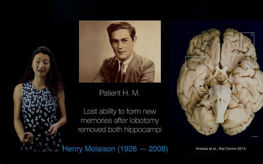 Hippocampus ｜ Place Cells