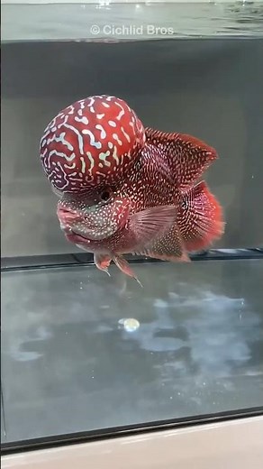 Fish with a Very Strange Body