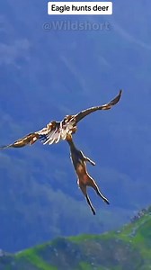 This eagle can lift 80 pound prey! Golden eagle carrying deer #goldeneagle #goldeneagles | KAV