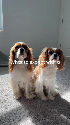 522K views · 6K reactions | What to expect when you live with a Cavalier King Charles Spaniel | Herky The Cavalier | Facebook
