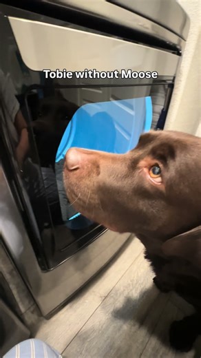 Charlie & Tobie | Chocolate Lab Bros on Instagram: "✨Tobie✨with and without Moose #labrador"